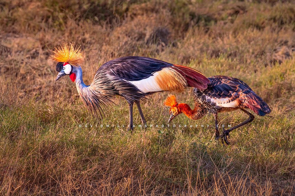 Black-Crown-Crane_D854727 Black-Crown-Crane_D854727