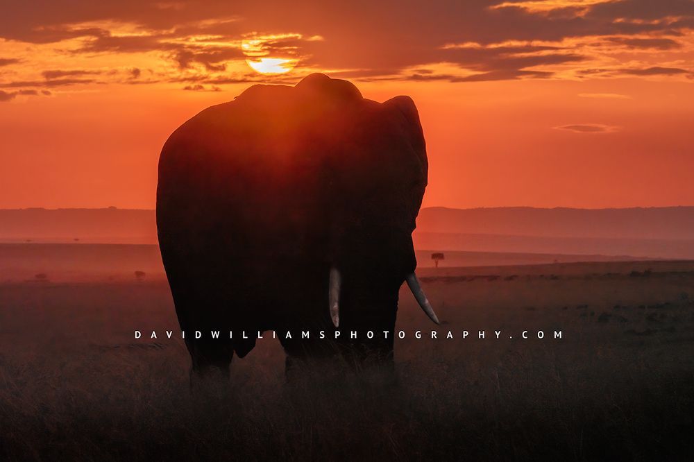Elephant-S_BKT0181 Elephant-S_BKT0181