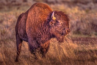 American Bison – Yellowstone National Park