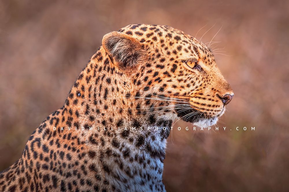 Leopard D BKT7891 Leopard D BKT7891