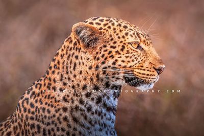 Leopard D BKT7891 Leopard D BKT7891