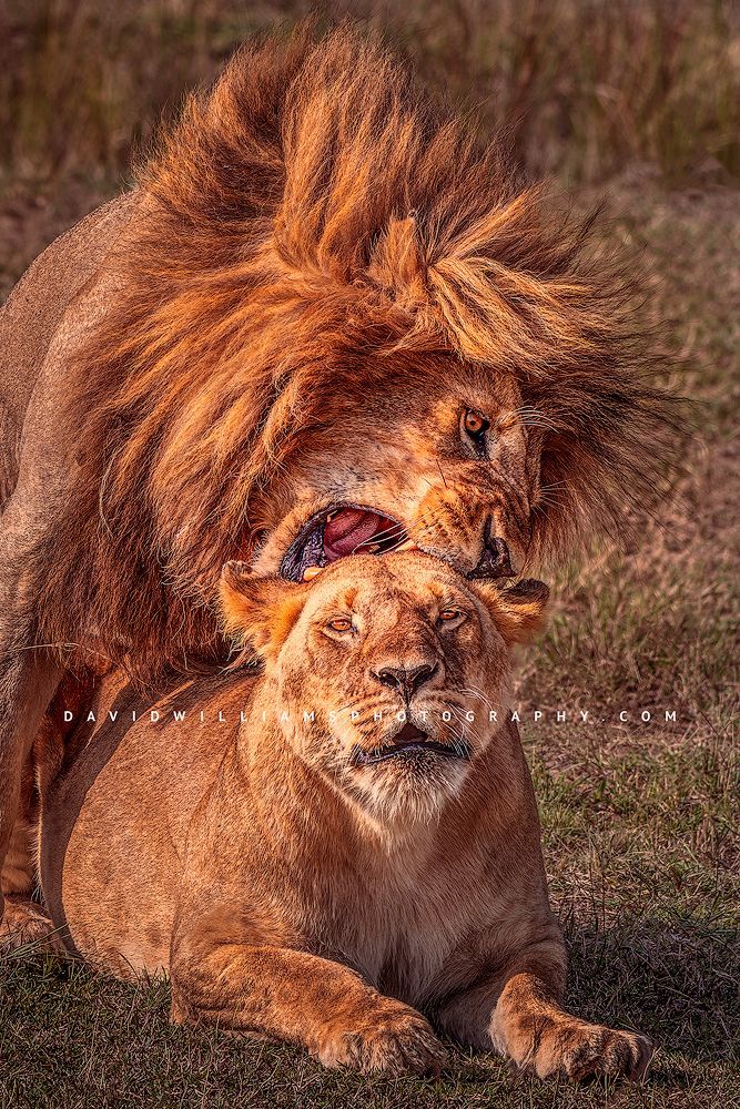 Lion GP NZ94433 Lion GP NZ94433