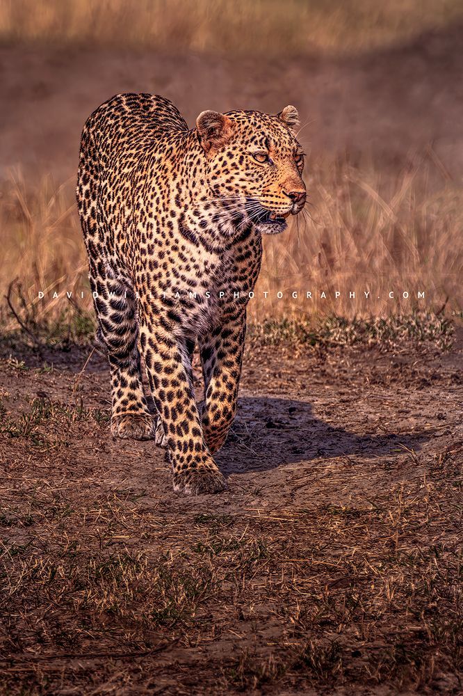 Leopard S NZ94698 Leopard S NZ94698