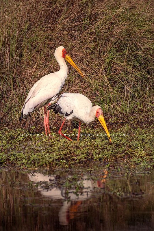 Yellow Billed Stork NZ94600 Yellow Billed Stork NZ94600