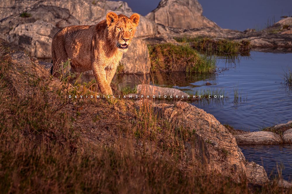 Lion S NZ95525 Lion S NZ95525