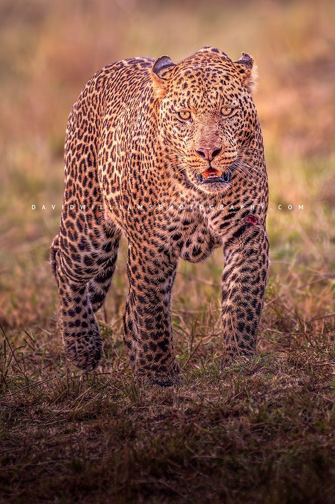 Leopard S NZ95987 Leopard S NZ95987
