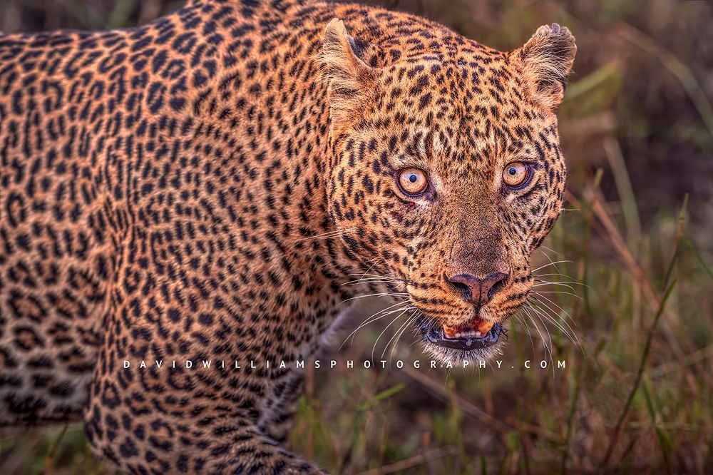 Leopard S NZ96059 Leopard S NZ96059
