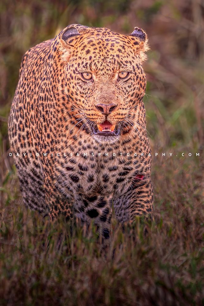Leopard S NZ96129 Leopard S NZ96129