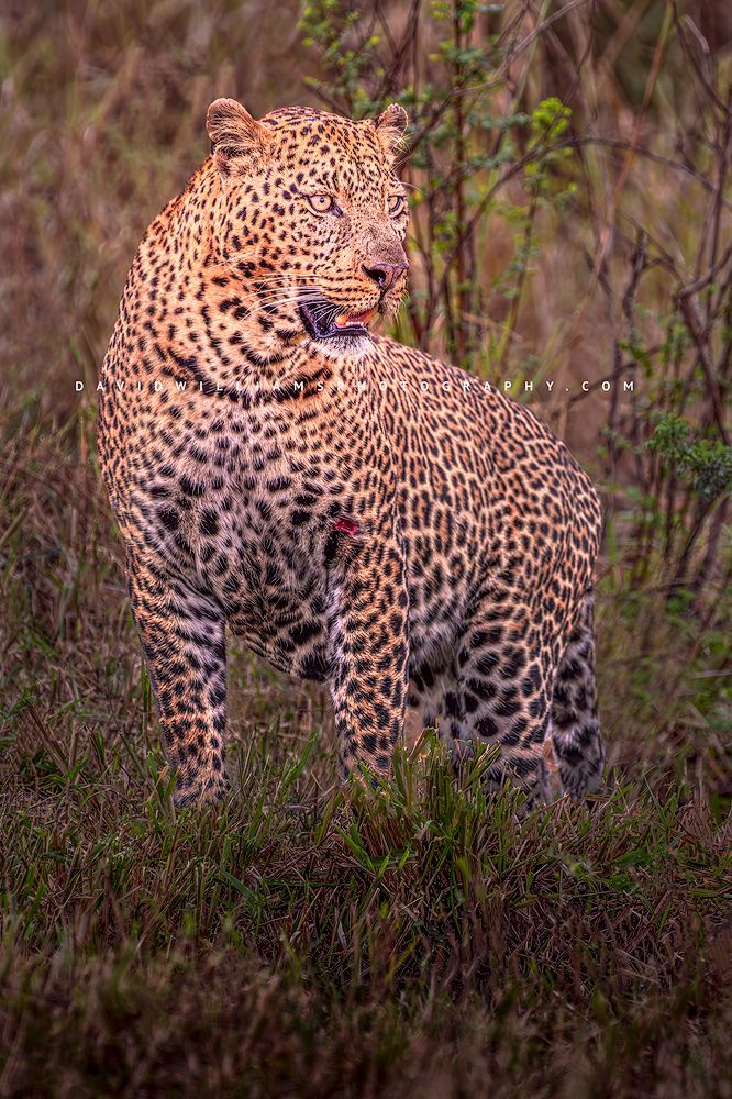 Leopard S NZ96113 Leopard S NZ96113