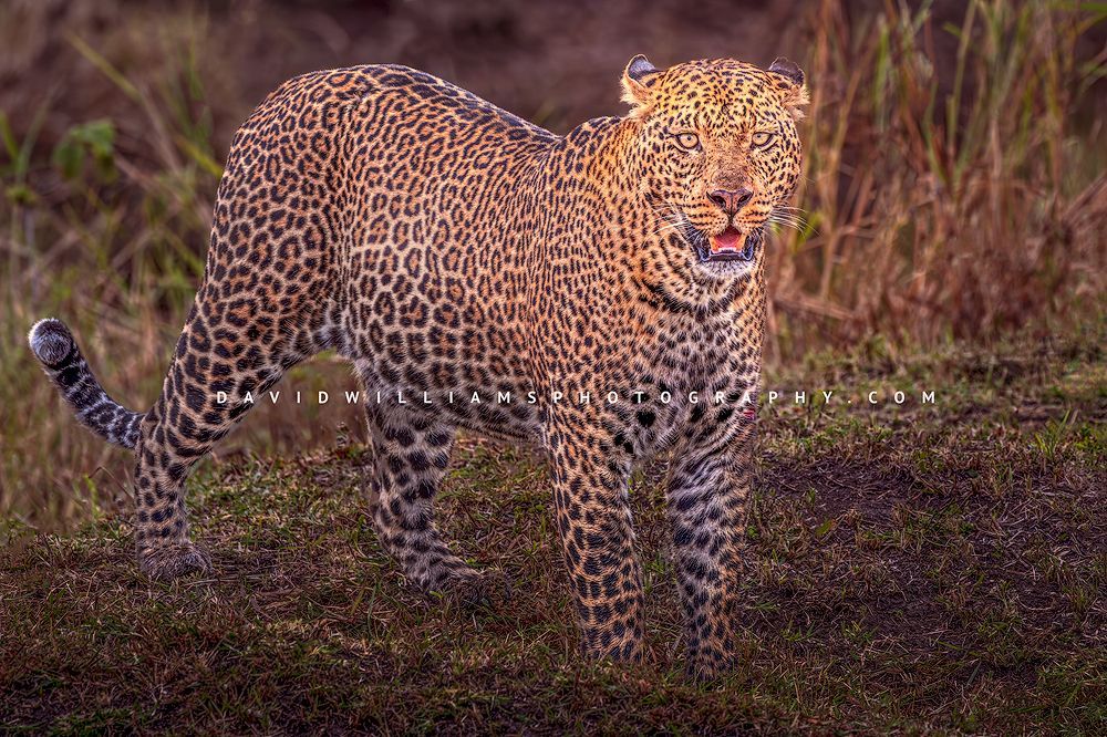 Leopard S NZ96146 Leopard S NZ96146