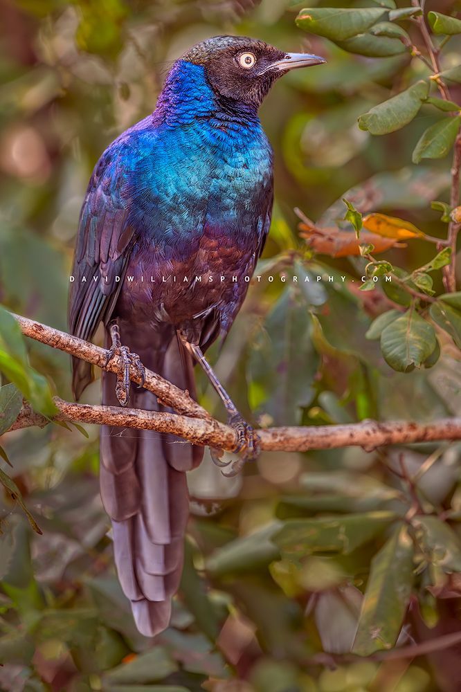 Starling S NZ96264 Starling S NZ96264