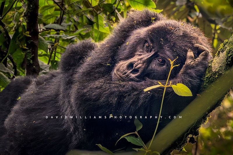 Gorilla S NZ96986 Gorilla S NZ96986