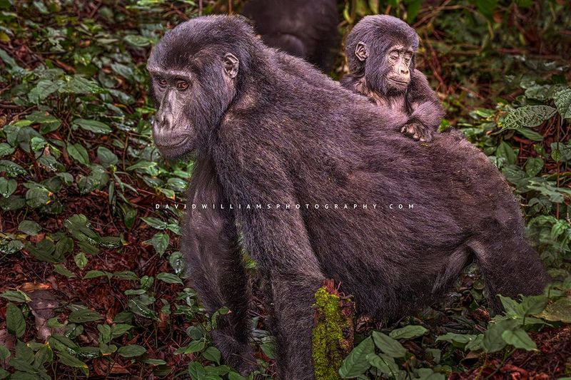Gorilla GP NZ97457 Gorilla GP NZ97457