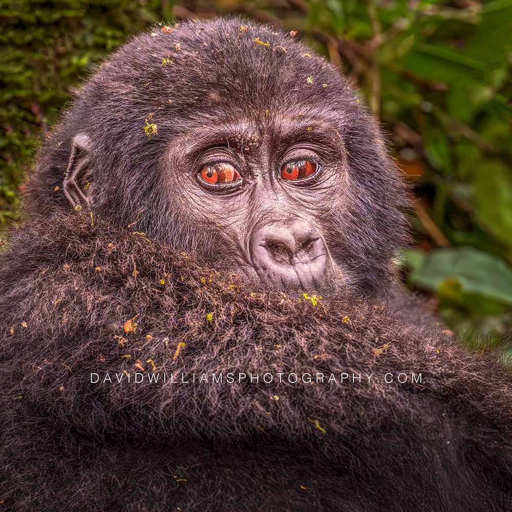 Gorilla S NZ97532 Gorilla S NZ97532