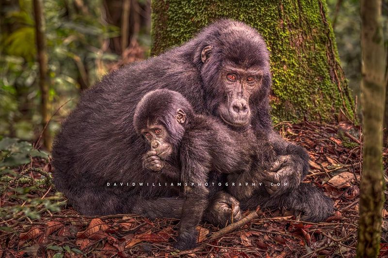 Gorilla GP NZ98057 Gorilla GP NZ98057