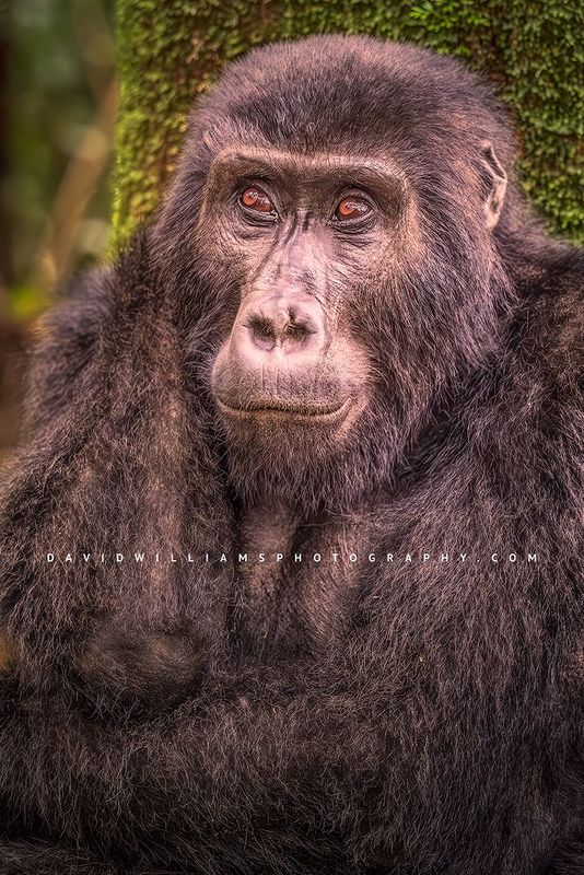 Gorilla S NZ97848 Gorilla S NZ97848