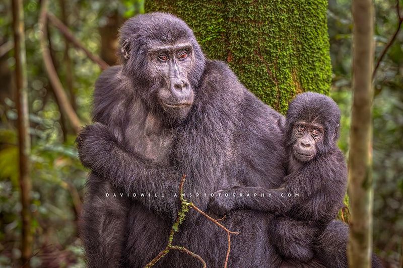 Gorilla GP NZ97789 Gorilla GP NZ97789