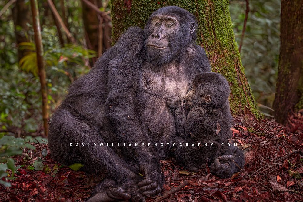 Gorilla GP NZ98200 Gorilla GP NZ98200