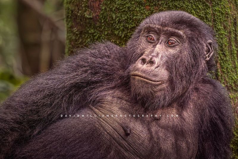 Gorilla S NZ98146 Gorilla S NZ98146