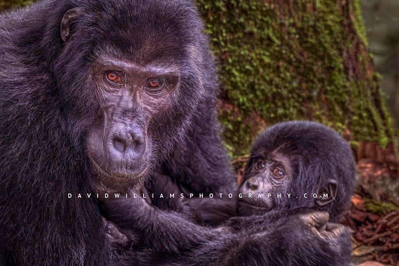 Gorilla GP NZ98074 Gorilla GP NZ98074