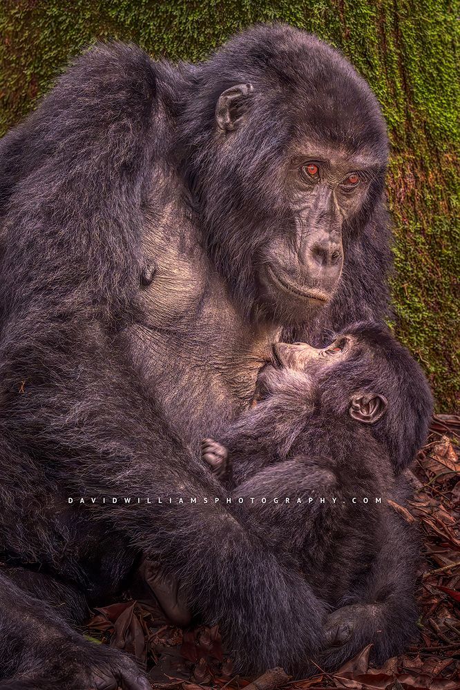 Gorilla GP NZ98336 Gorilla GP NZ98336
