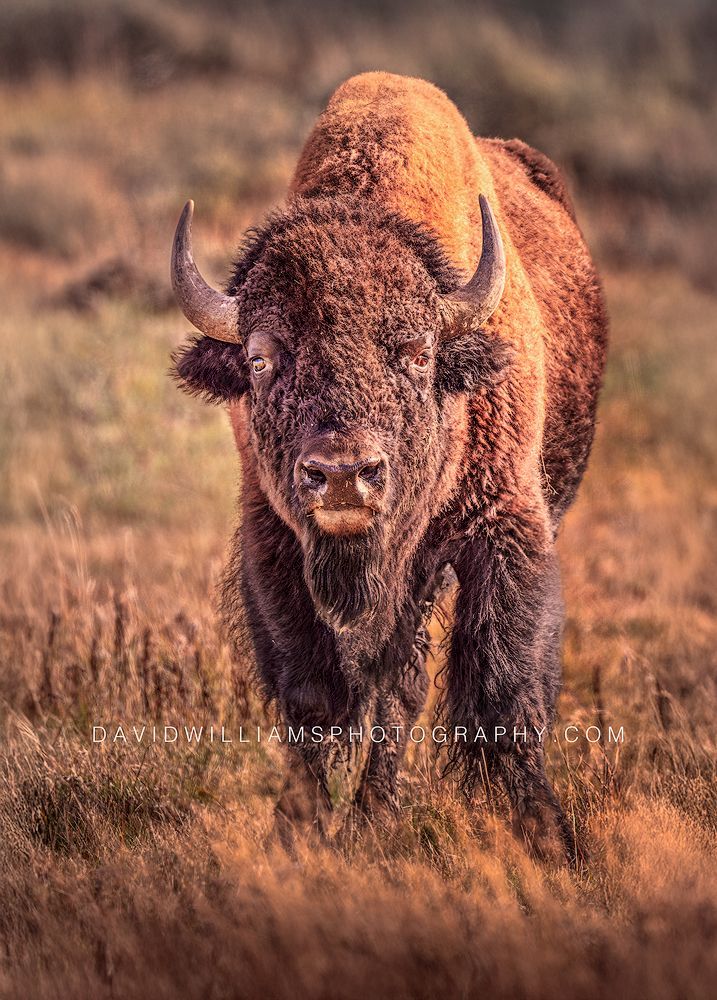American Bison S NZ94055 American Bison S NZ94055