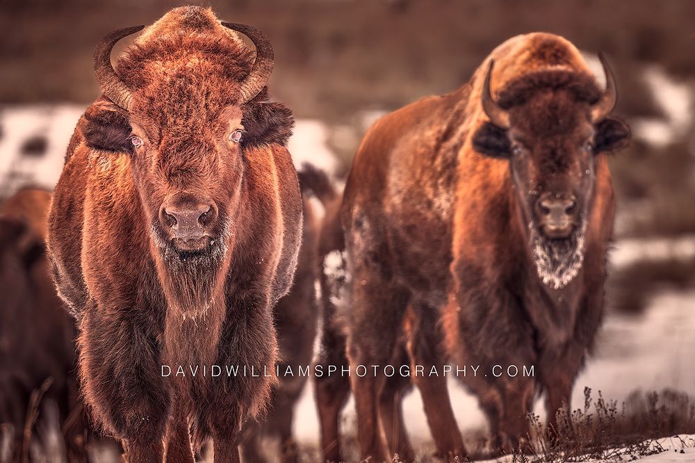 American Bison GP NZ96321 American Bison GP NZ96321
