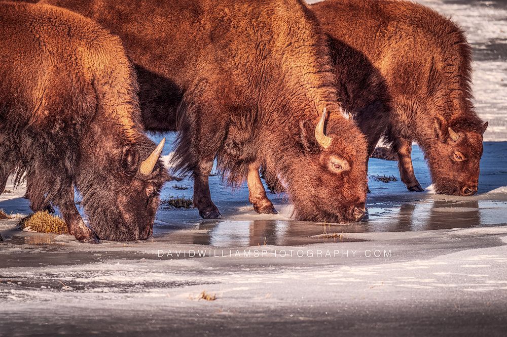 American Bison GP NZ96930