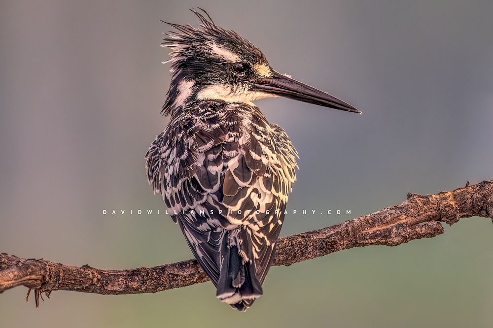 Pied Kingfisher D NZ97642 Pied Kingfisher D NZ97642