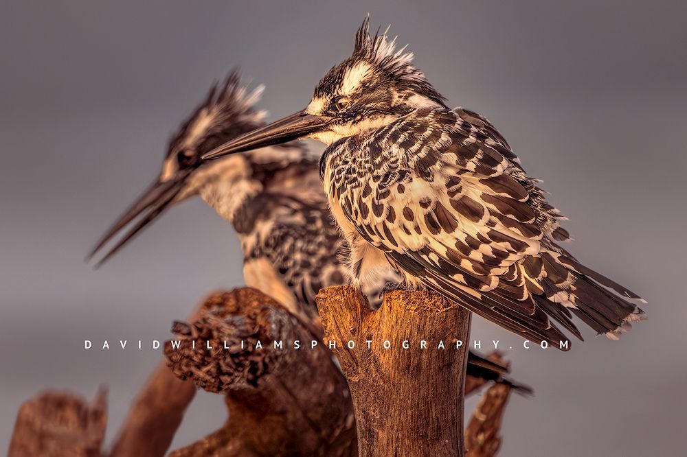 Pied Kingfisher NZ97706 Pied Kingfisher NZ97706