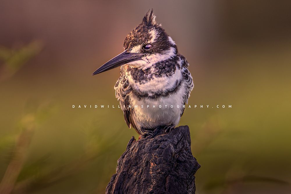Pied Kingfisher NZ97736 Pied Kingfisher NZ97736