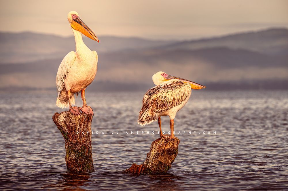 Great White Pelican GP NZ97817 Great White Pelican GP NZ97817