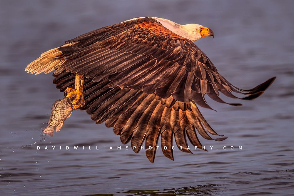 African Fish Eagle NZ97992 African Fish Eagle NZ97992