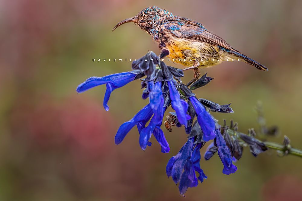 African Sunbird NZ98420 African Sunbird NZ98420