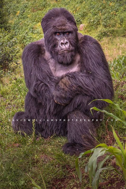 Gorilla S NZ96093 Gorilla S NZ96093