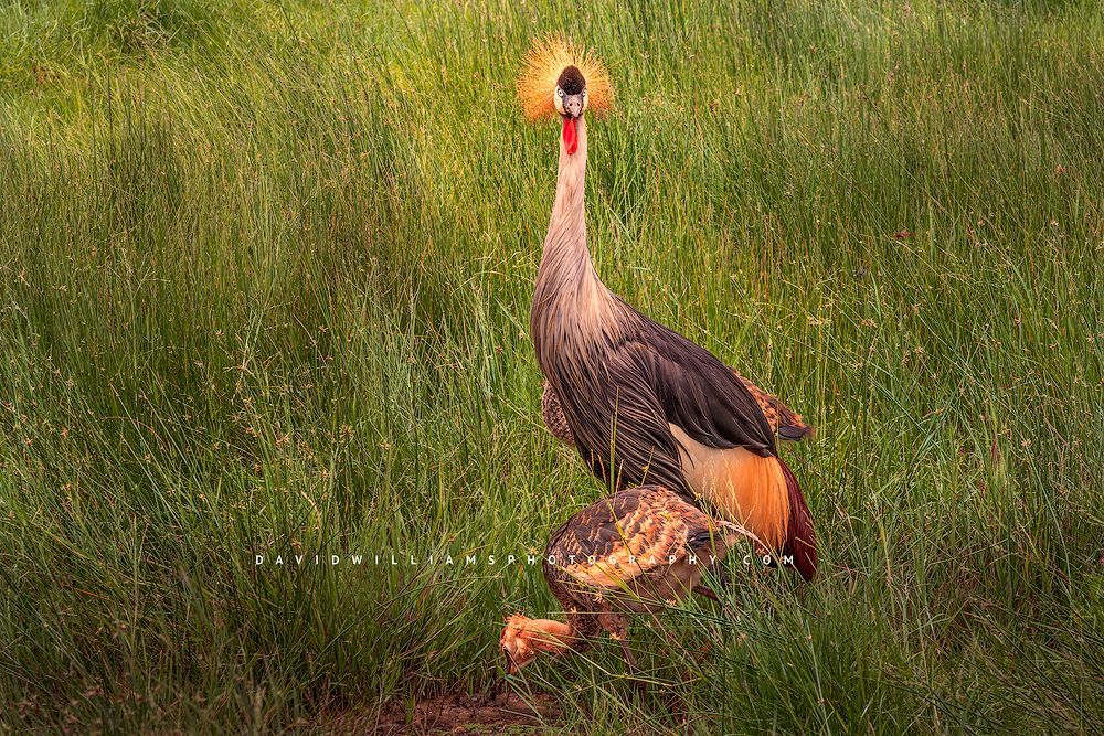 Black Crown Crane GP 0Z81822 Black Crown Crane GP 0Z81822