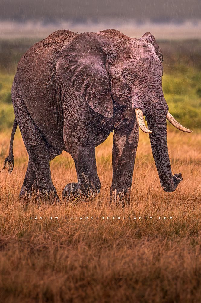 Elephant S NZ98581 Elephant S NZ98581