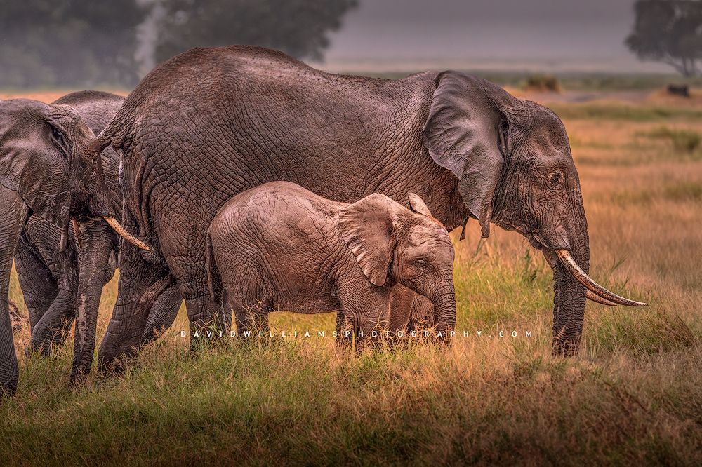 Elephant GP NZ98558 Elephant GP NZ98558