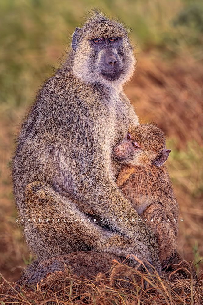 Baboon GP NZ98451 Baboon GP NZ98451