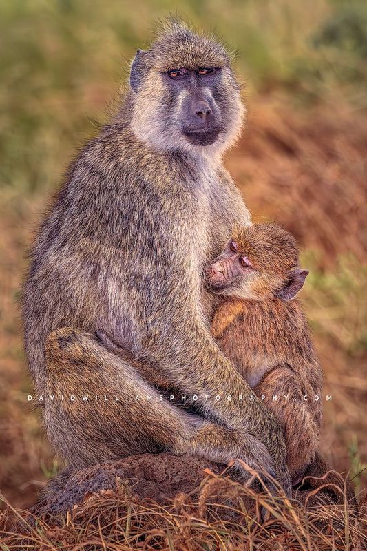 Baboon GP NZ98451 Baboon GP NZ98451