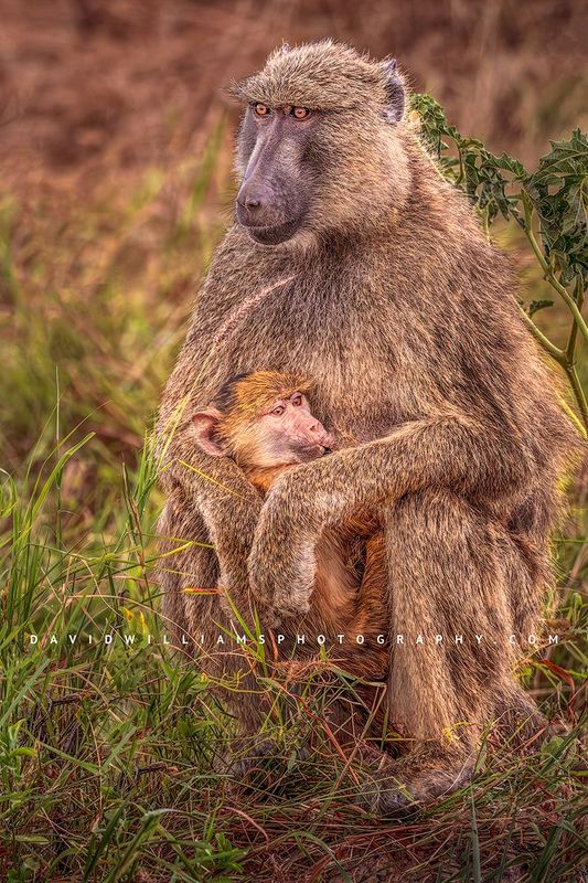 Baboon GP NZ98459 Baboon GP NZ98459