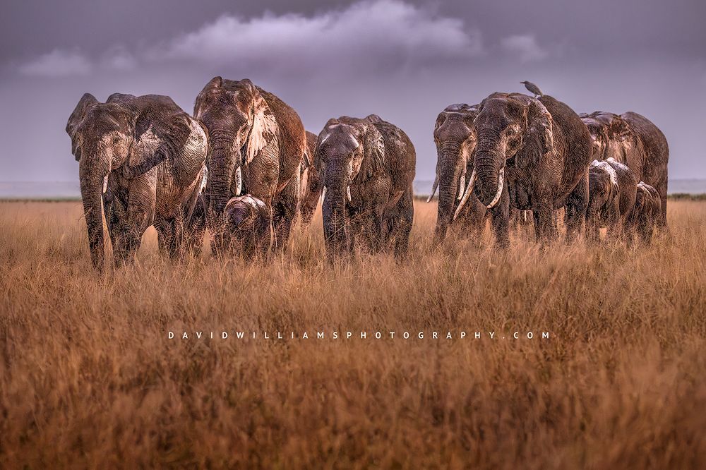 Elephant GP NZ98912 Elephant GP NZ98912