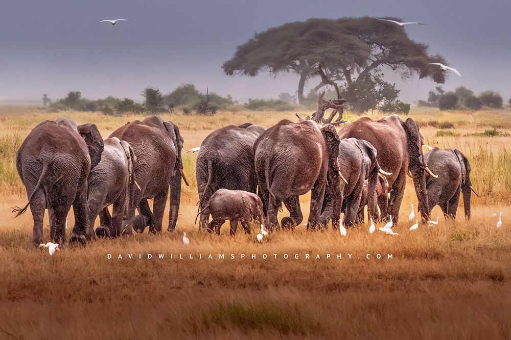 Elephant GP NZ98598 Elephant GP NZ98598