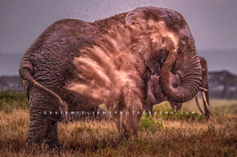 Elephant S NZ99068