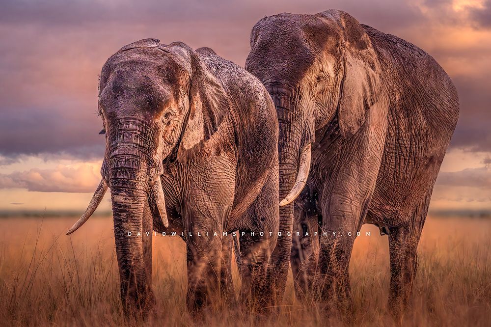 Elephant GP NZ98942