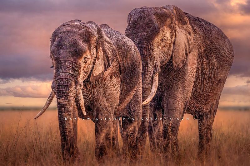 Elephant GP NZ98942
