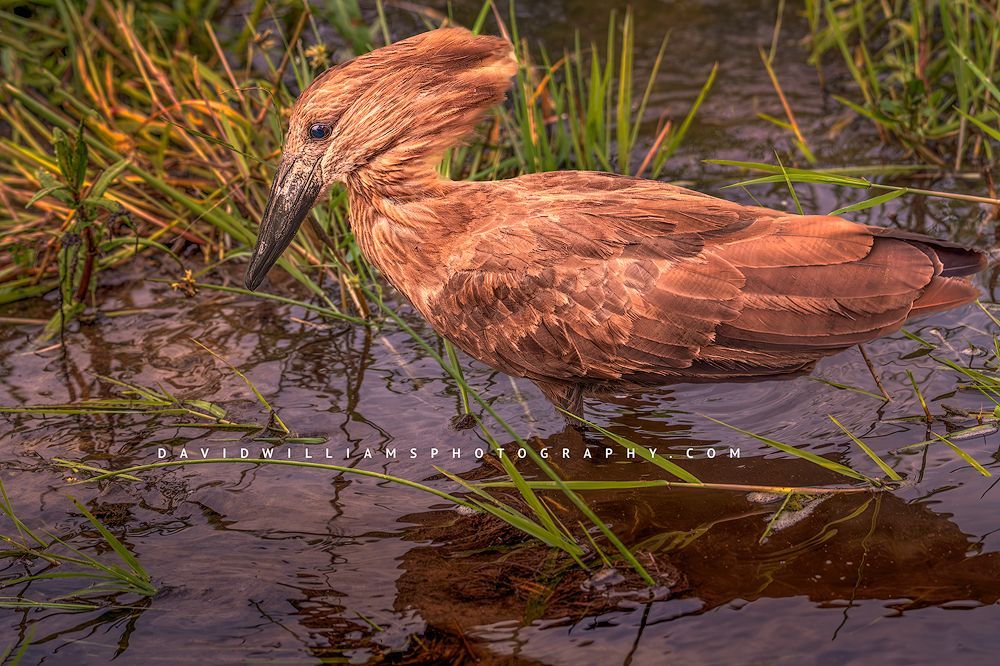 Hamerkop S NZ99095 Hamerkop S NZ99095
