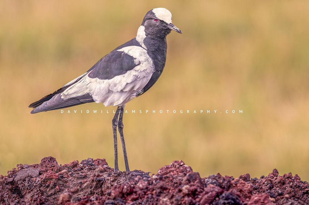 Blacksmith Plover NZ99392 Blacksmith Plover NZ99392