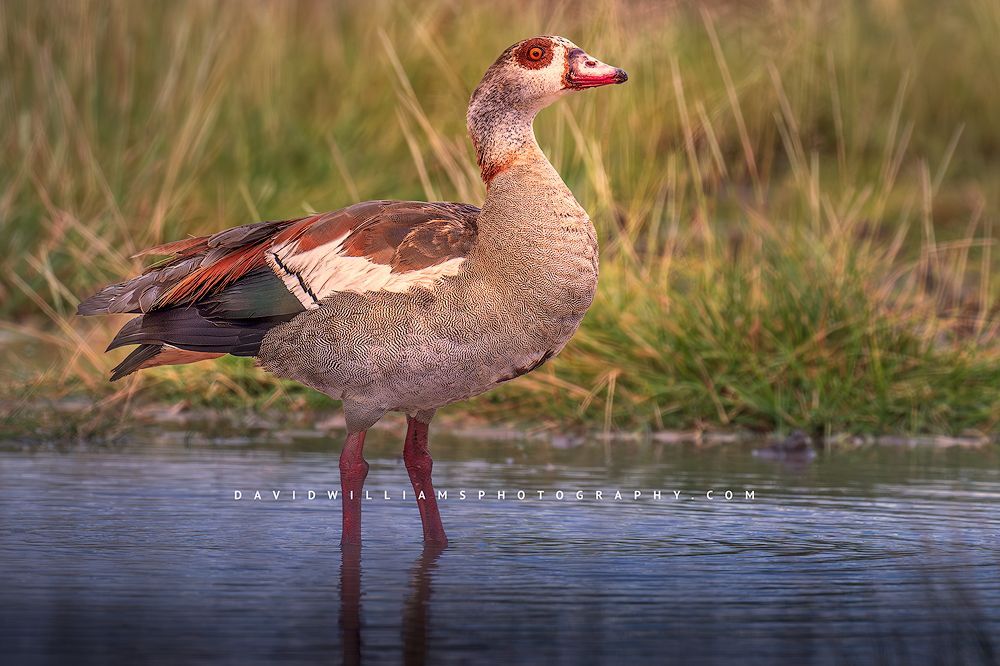 Egyptian Goose 0Z82727 Egyptian Goose 0Z82727
