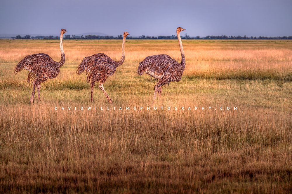 Ostrich GP NZ99736 Ostrich GP NZ99736